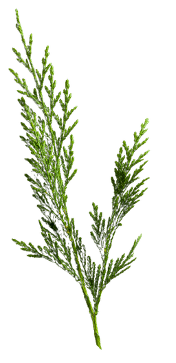 Fir leaf image